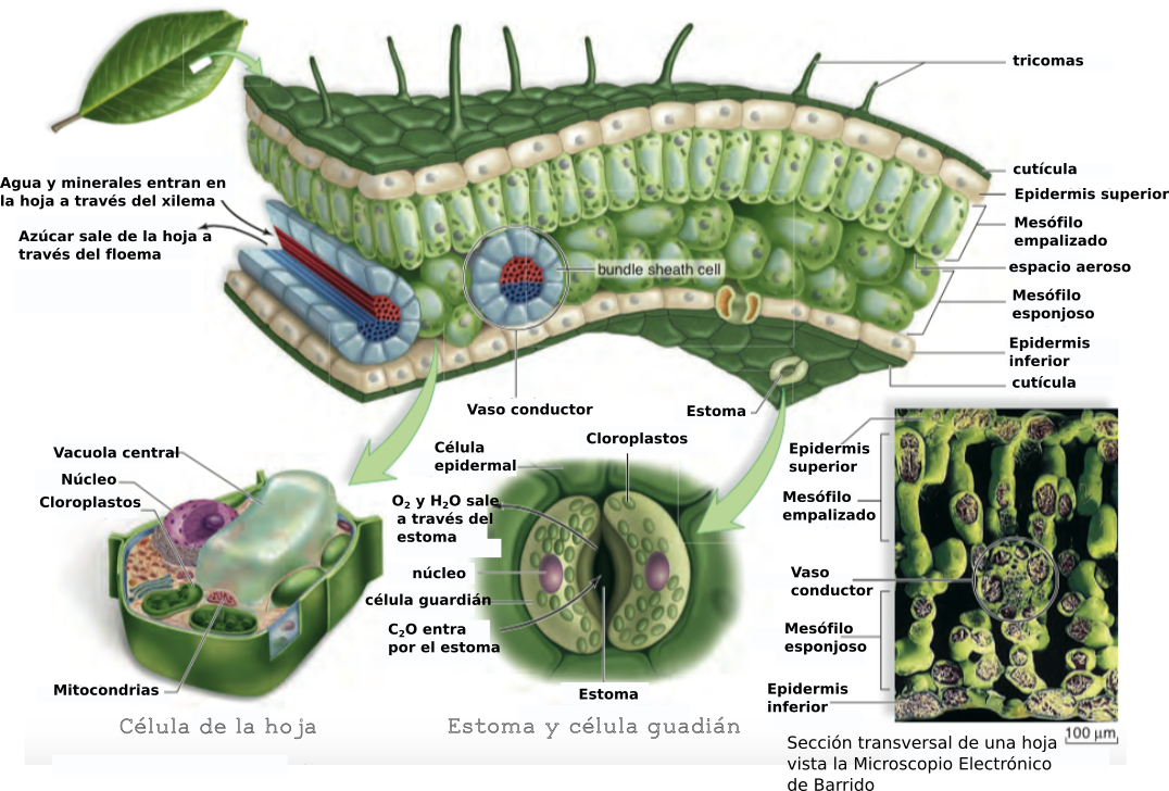 Tema 01.04.05 Tejido vegetales - Tejidos